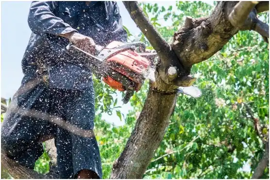 tree services Lamar